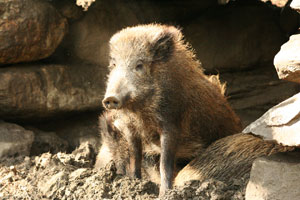 Cinghiale al Parc Animalier di Introd