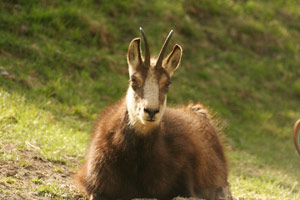 Stambecco al Parc Animalier di Introd