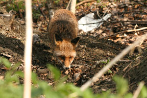 Volpe al Parc Animalier di Introd
